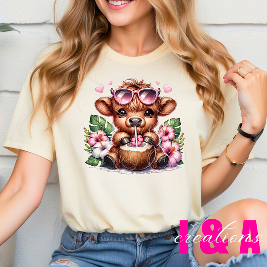 #545 Highland cow drinking coconut water